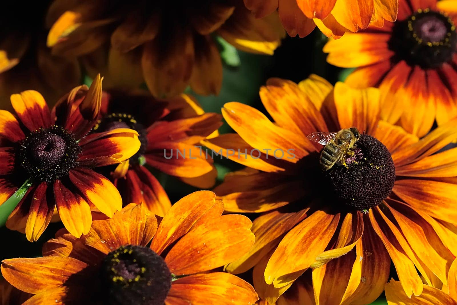 Coneflower Forest 2