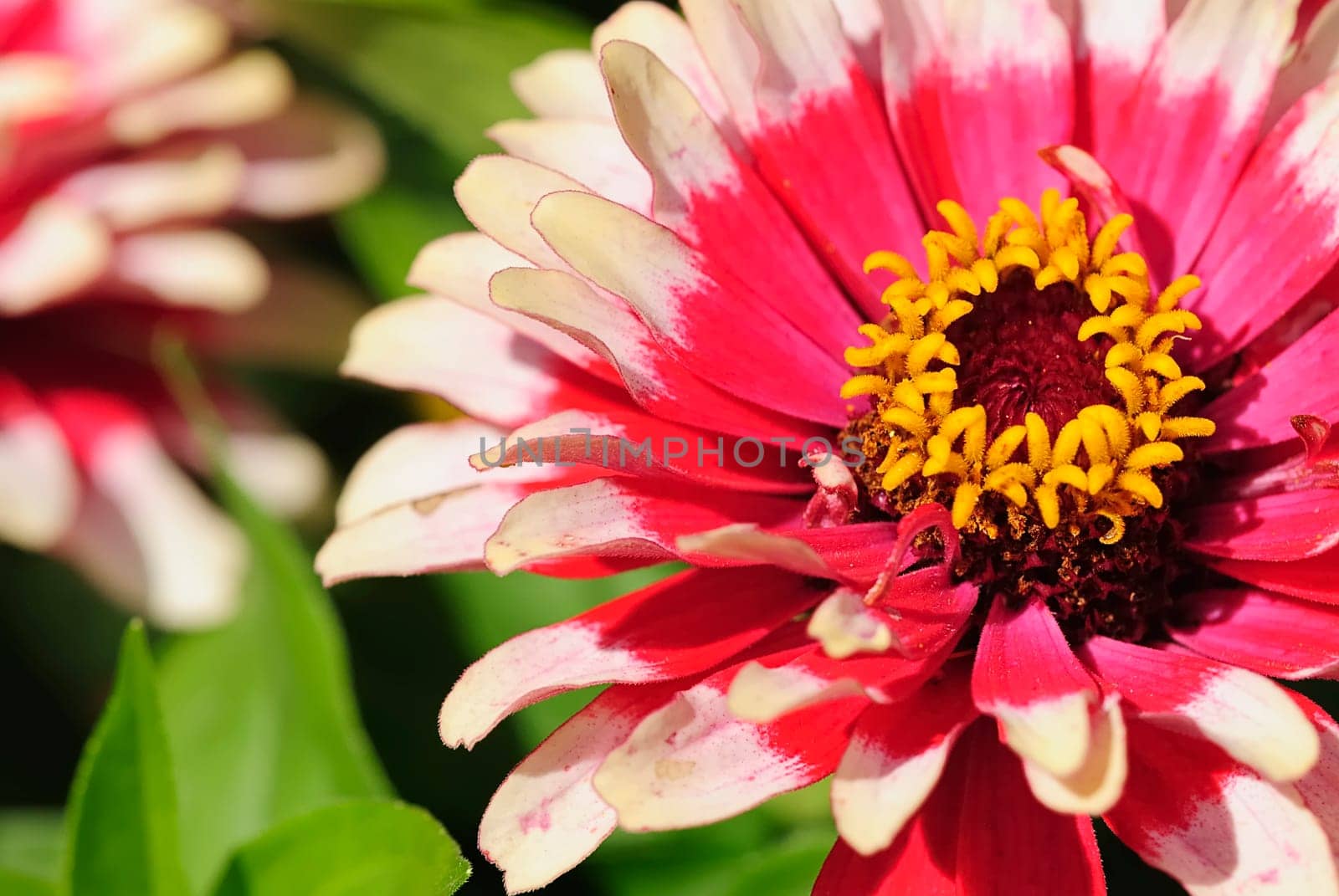 Flowering 4