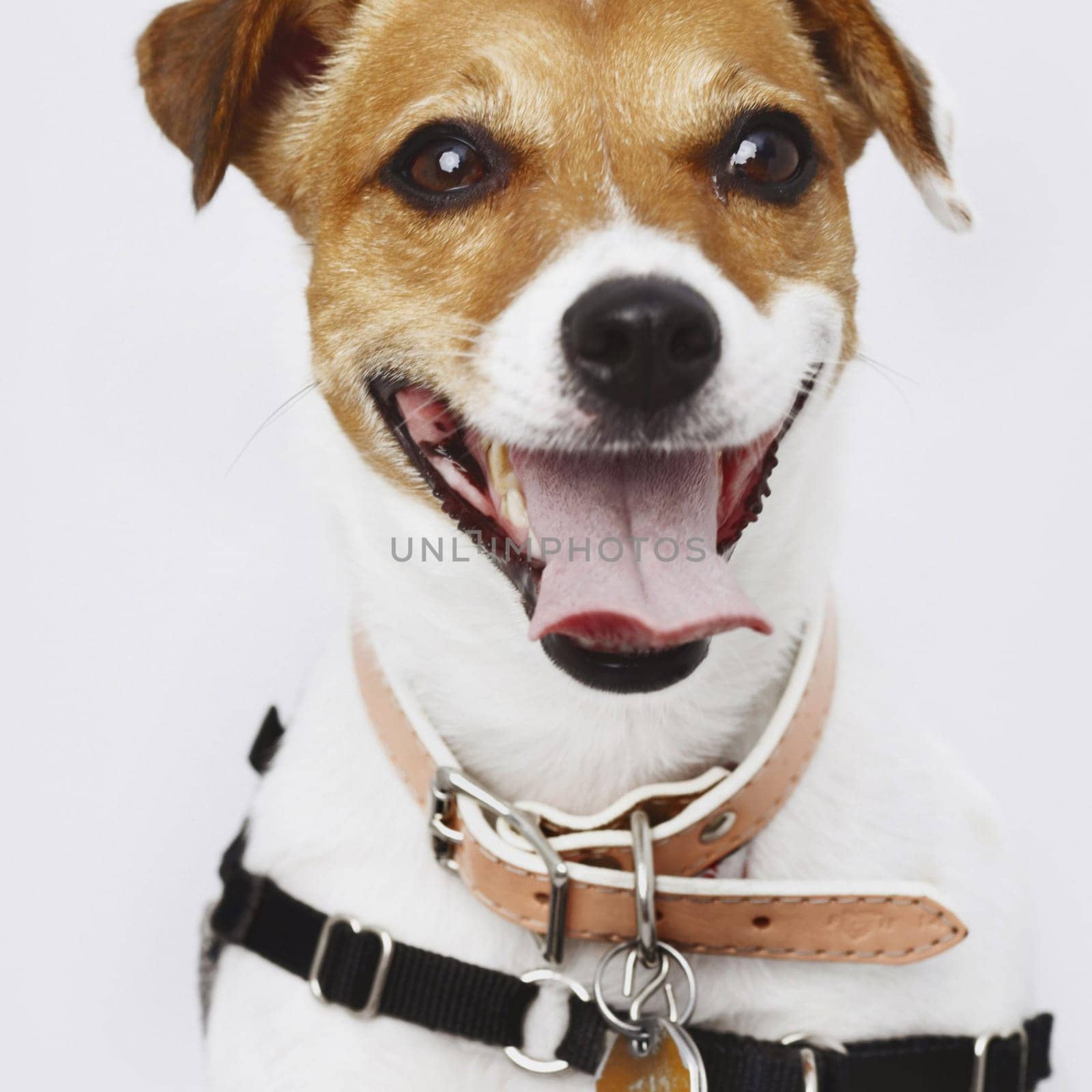 Close-up of a dog wearing a harness and a collar, looking at the camera and panting. Square shot.
