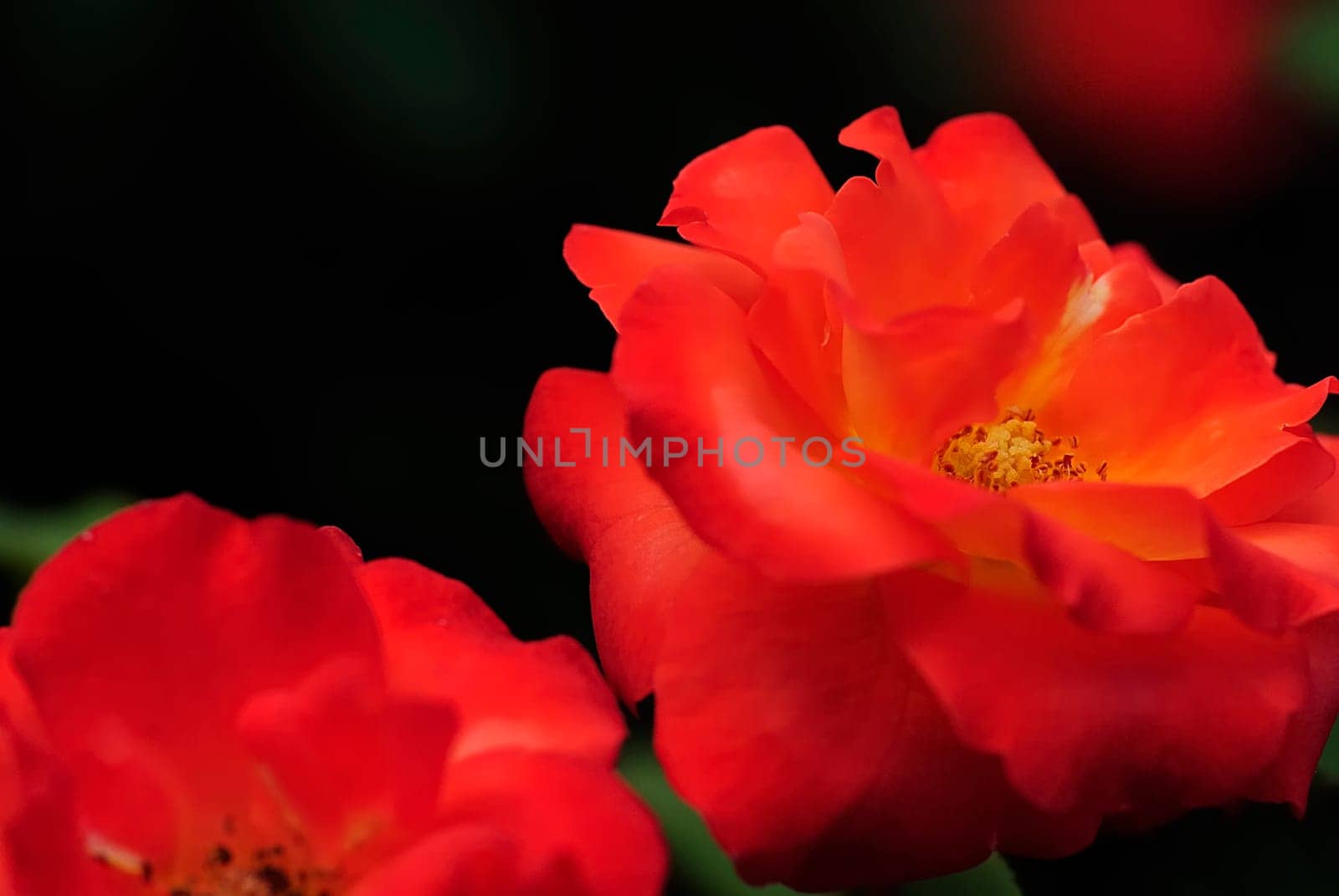 roses 27