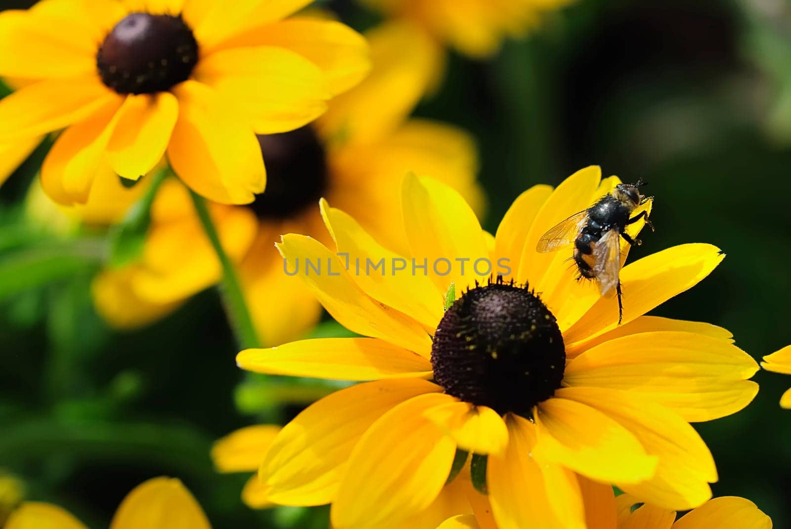 Coneflower with Bee 2