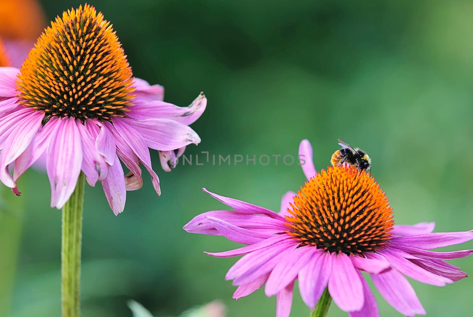 Sun hat with bumblebee 3