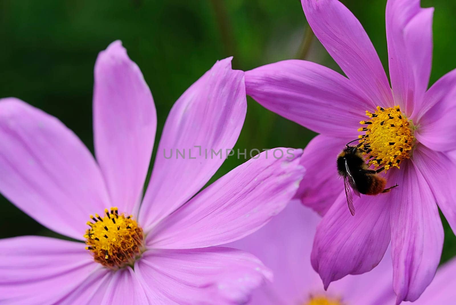 Pollen bumblebee 3