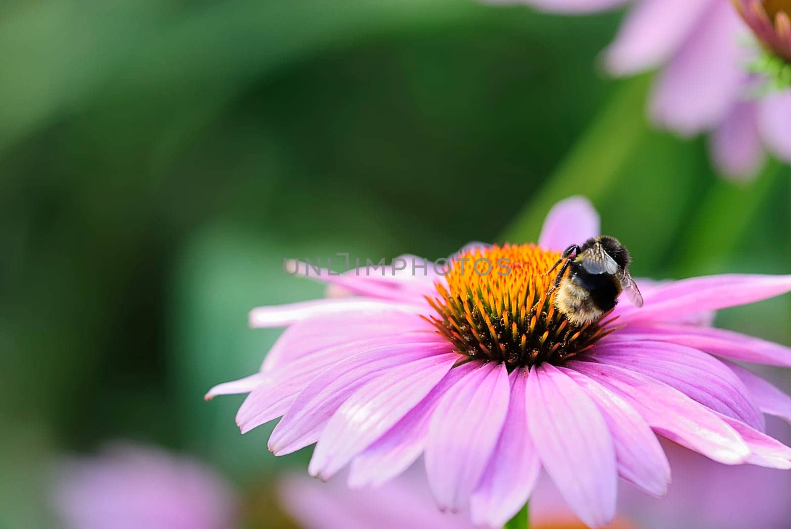 Pollen bumblebee 10