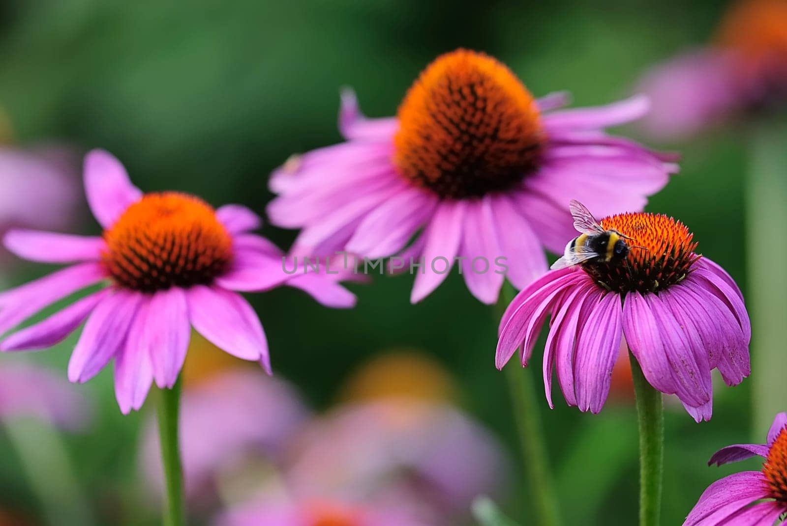 Sun hat with bumblebee 8
