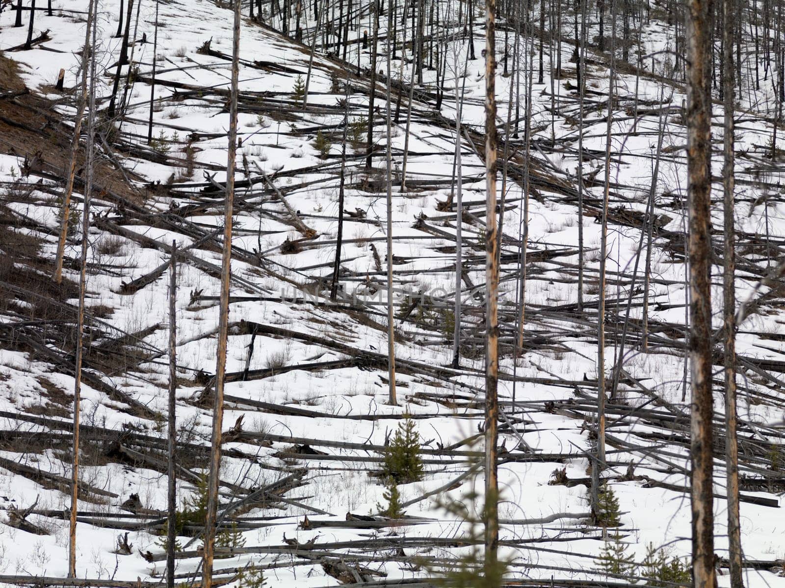 Winter forest scene Banff, Alberta, Canada