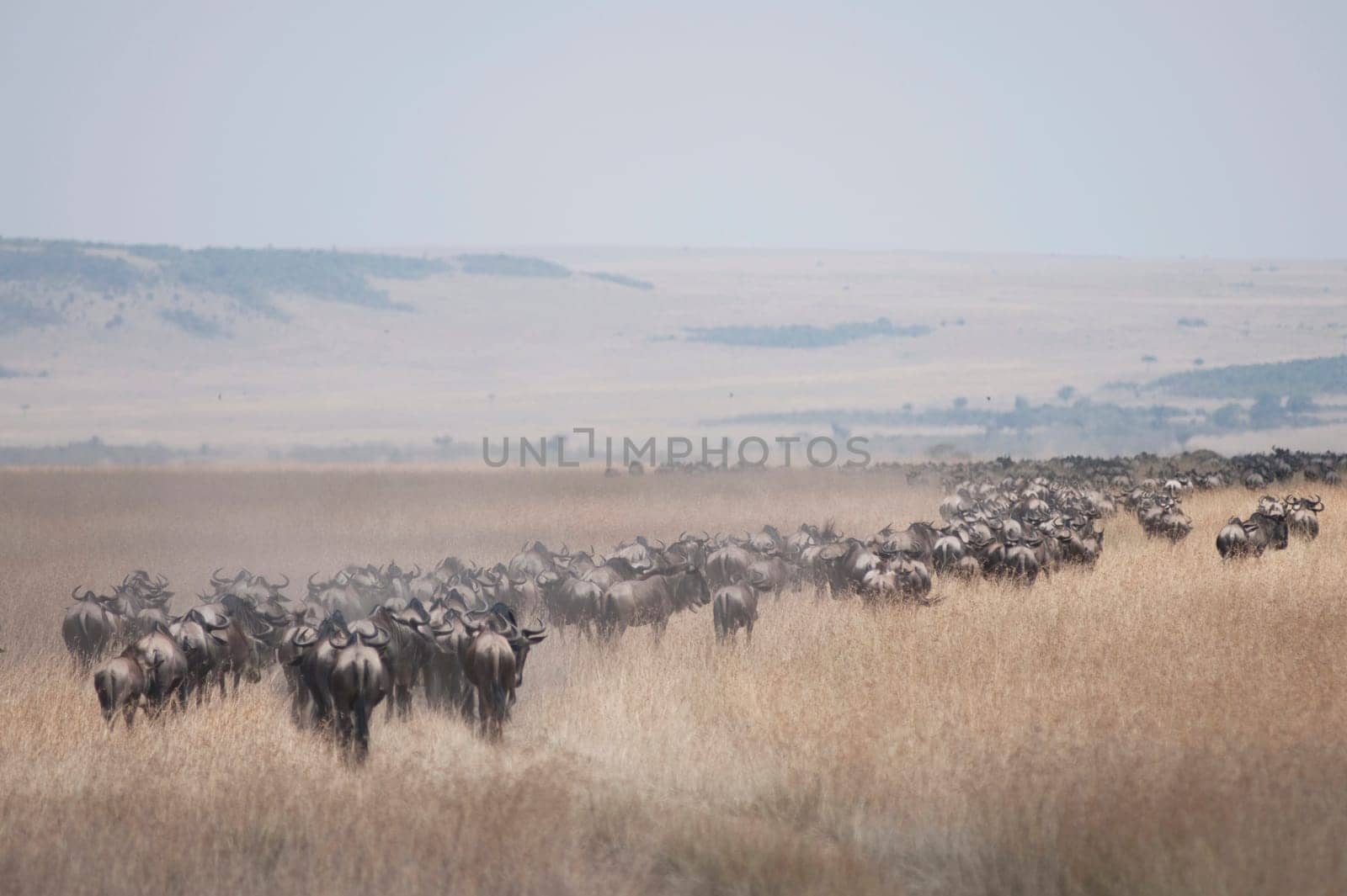 Migrating herd of wildebeest, Masai Mara, Kenya, Africa
