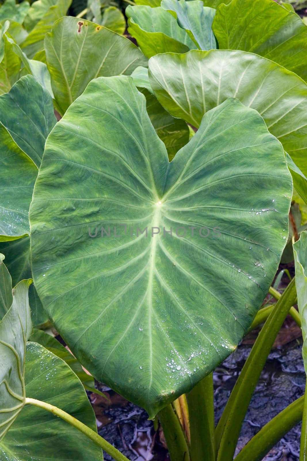 Close-up of taro leaves, Maui, Hawaii, USA
