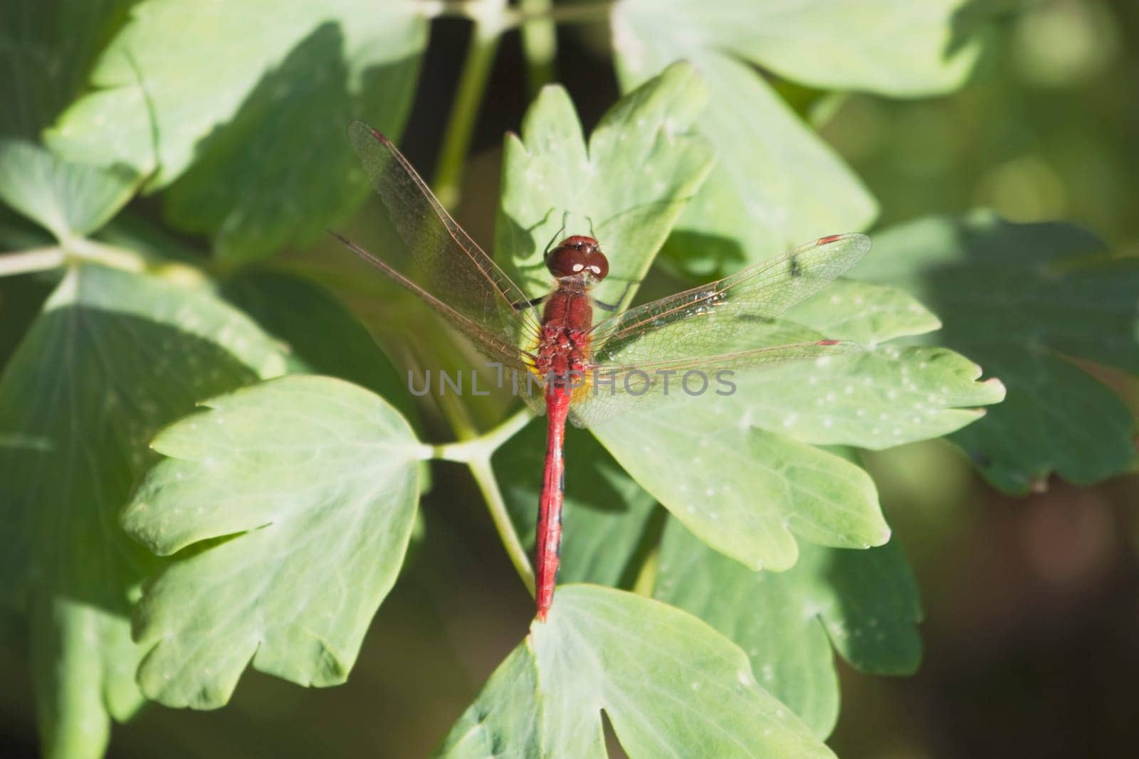 Dragonfly perched on leaf, Calgary, Alberta, Canada