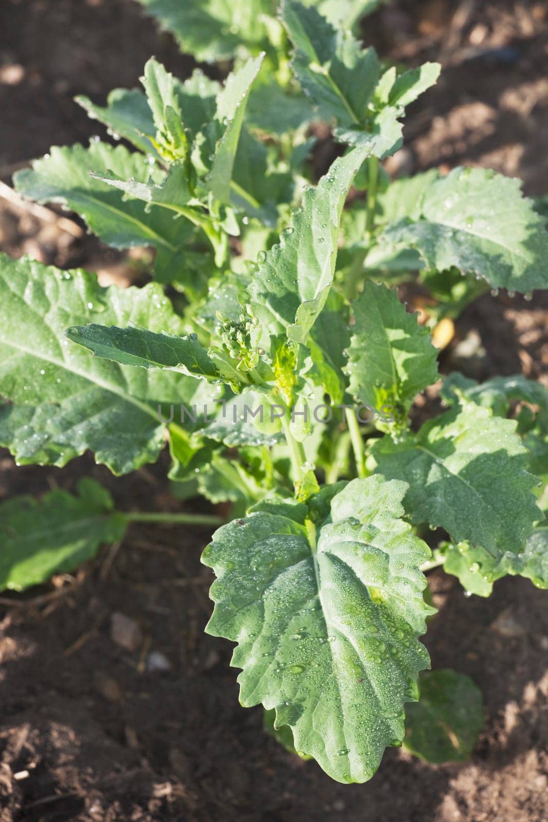 Close-up of young canola plant, Alberta, Canada