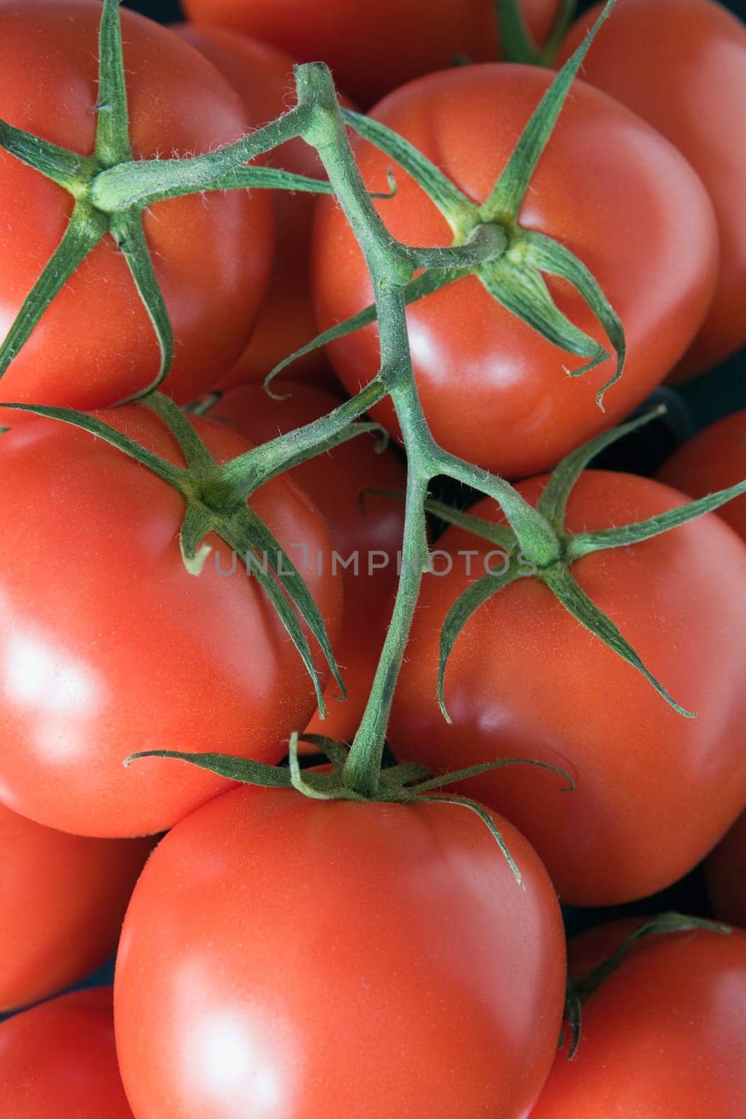 red, ripe tomatoes on the vine