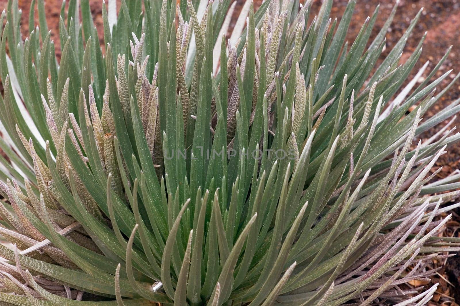 tropical plant, maui, hawaii, usa