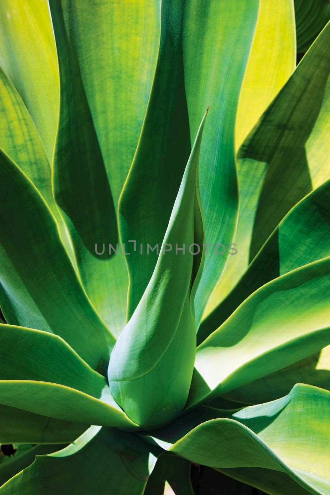 Detail of Agave attenuata plant