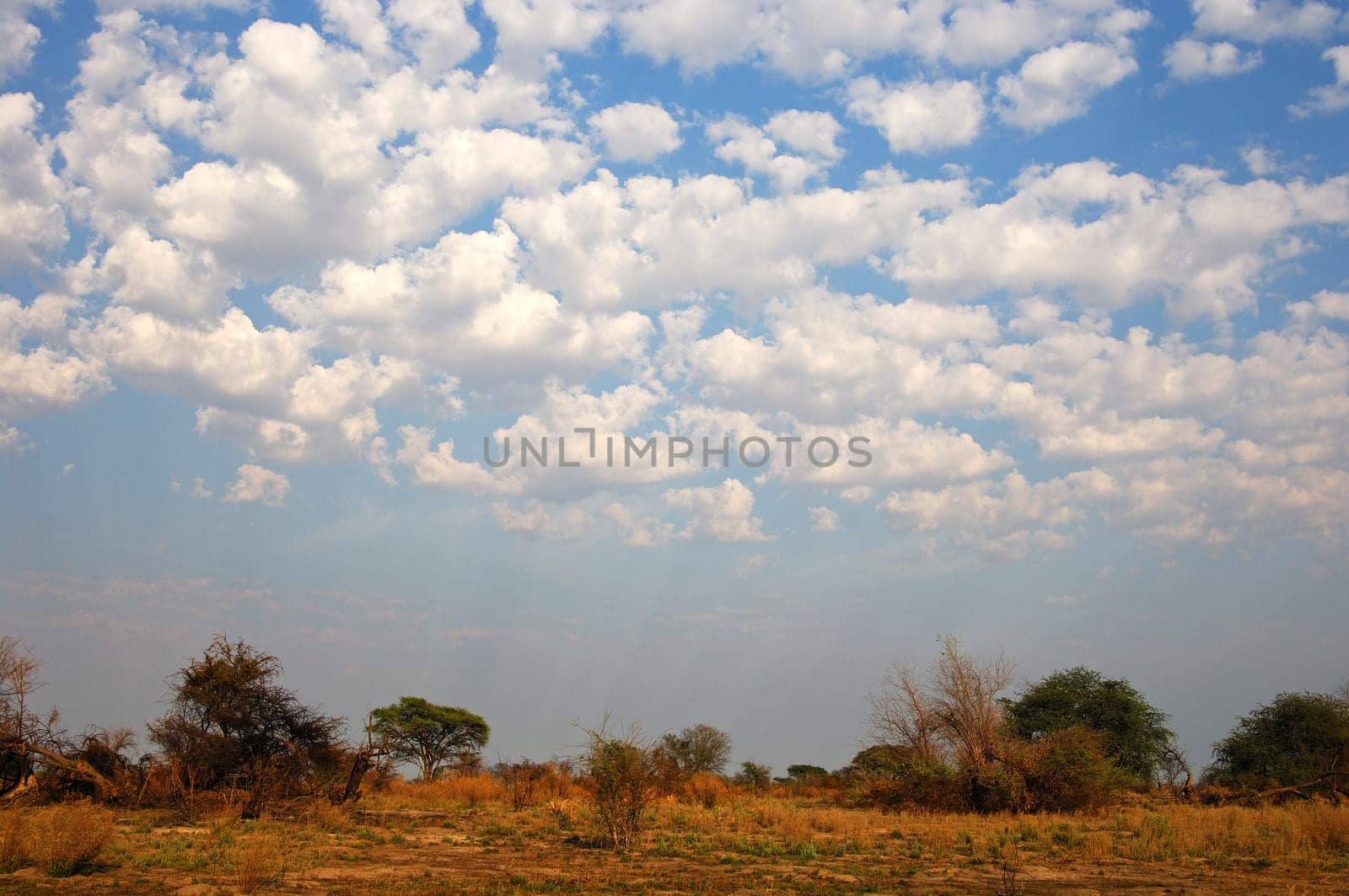 African savannah landscape under cumulus clouds,Okavango Delta,Botswana