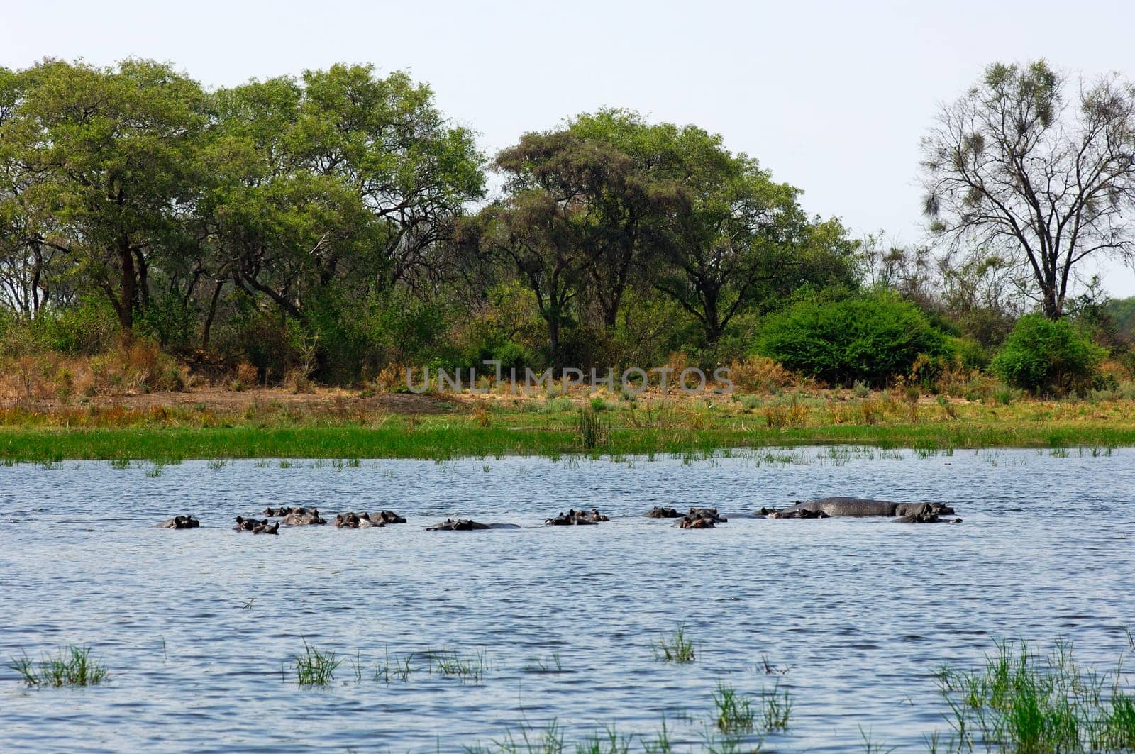 Pond with hippos in the African savannah