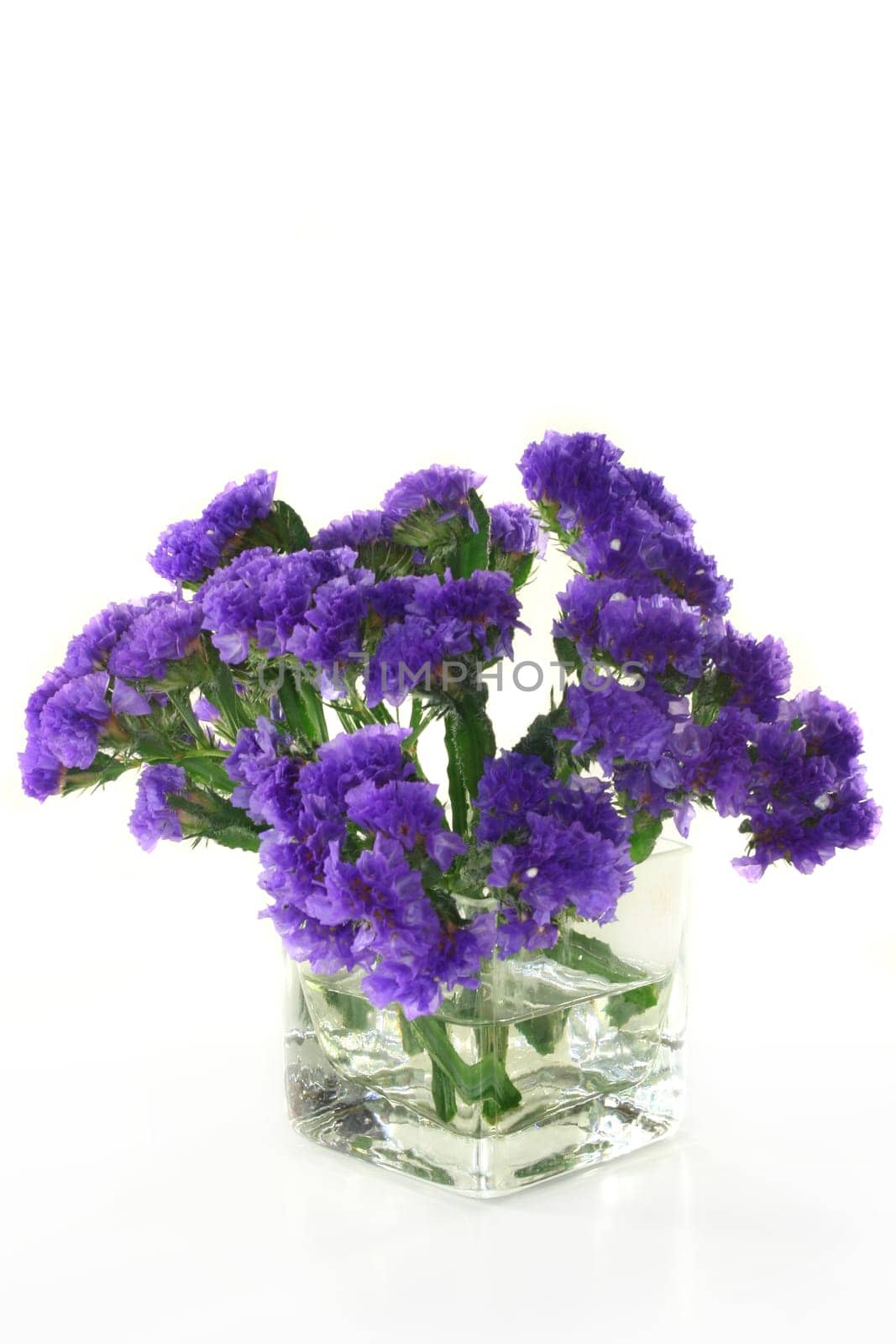 Sea lavender