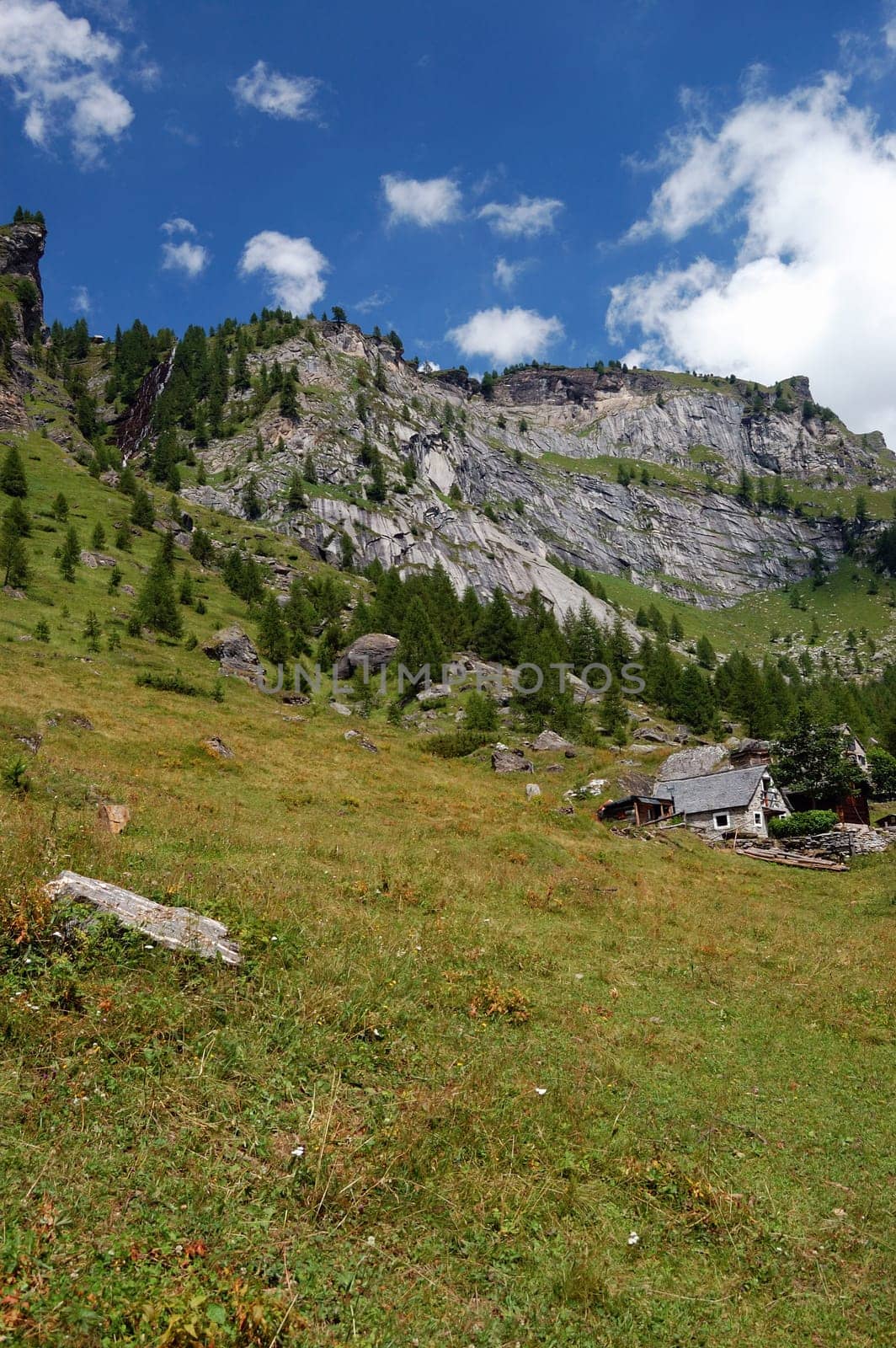 Alpine meadow