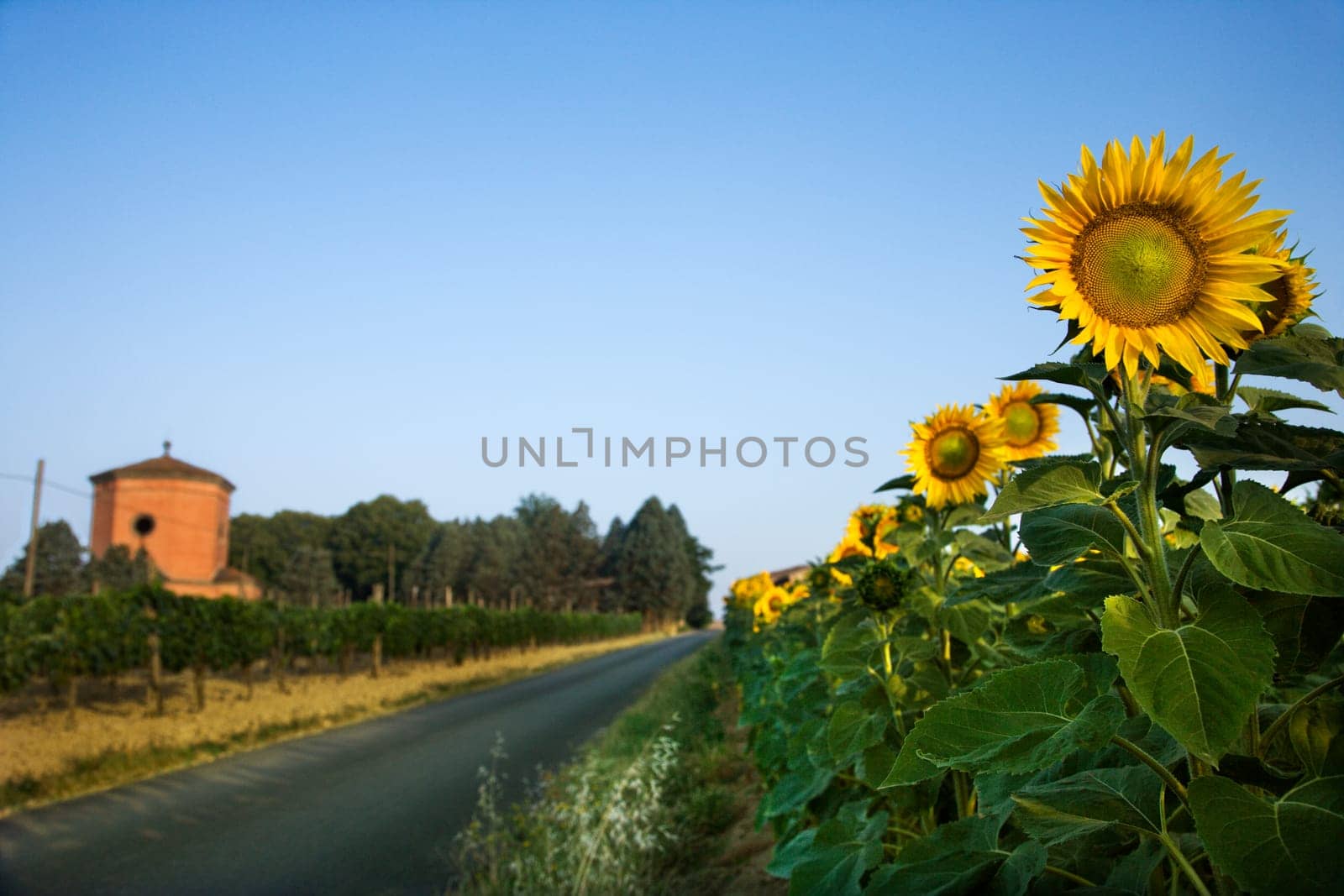 Sunflowers next to a rural road in Tuscany, with a blue sky as background. Horizontal shot.