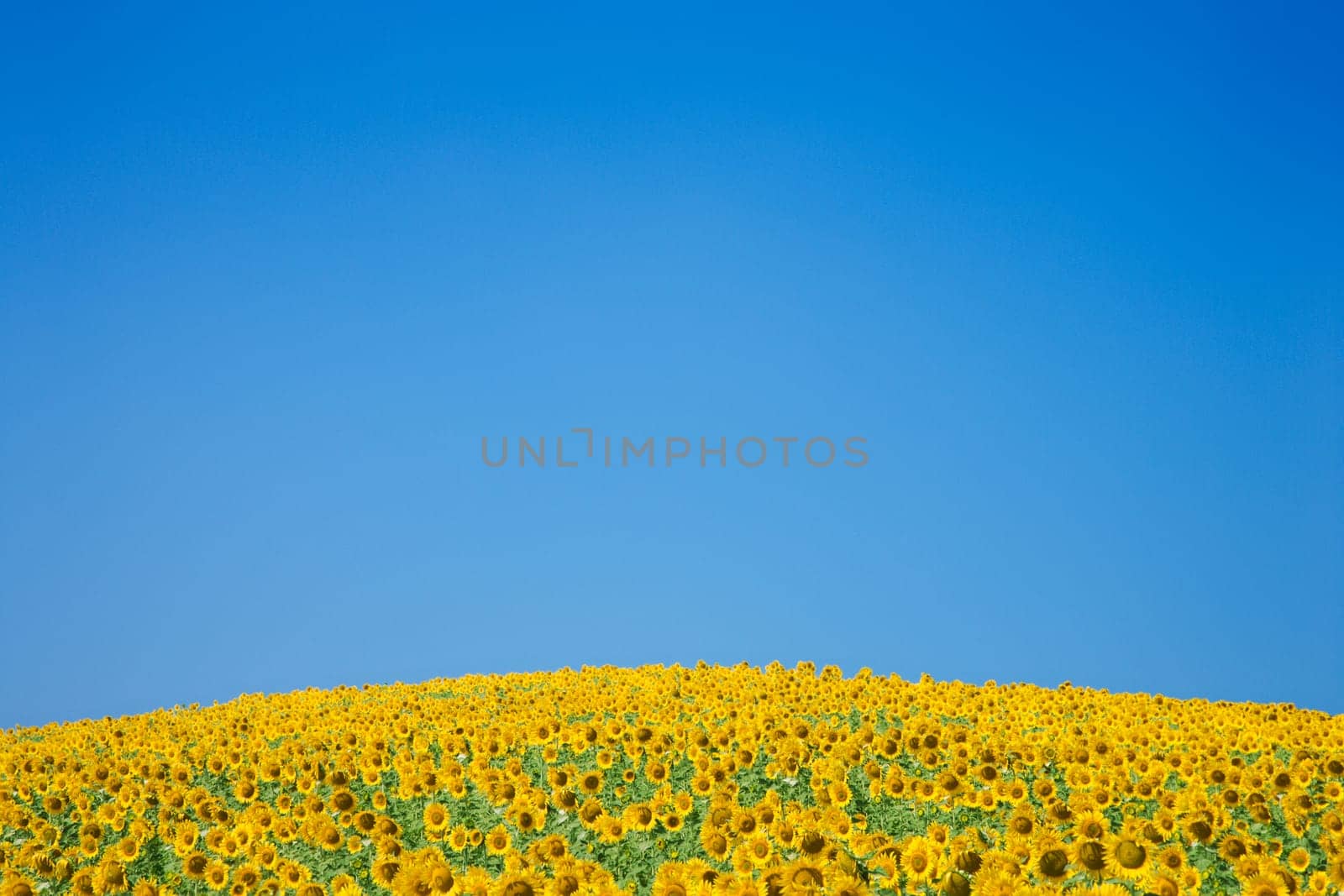 A vast field of sunflowers with a bright blue sky as a background. Horizontal shot.