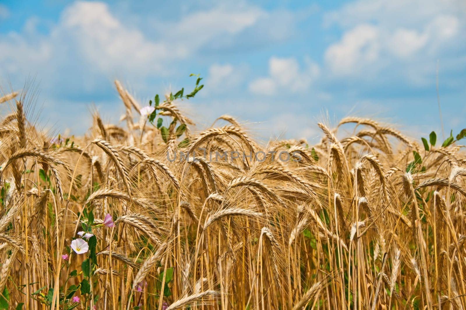 Barley,Hordeum vulgare
