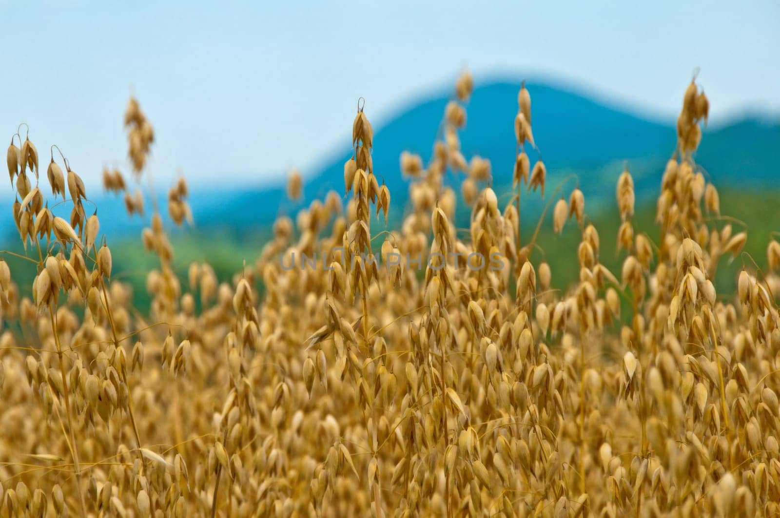 Oats,Avena sativa