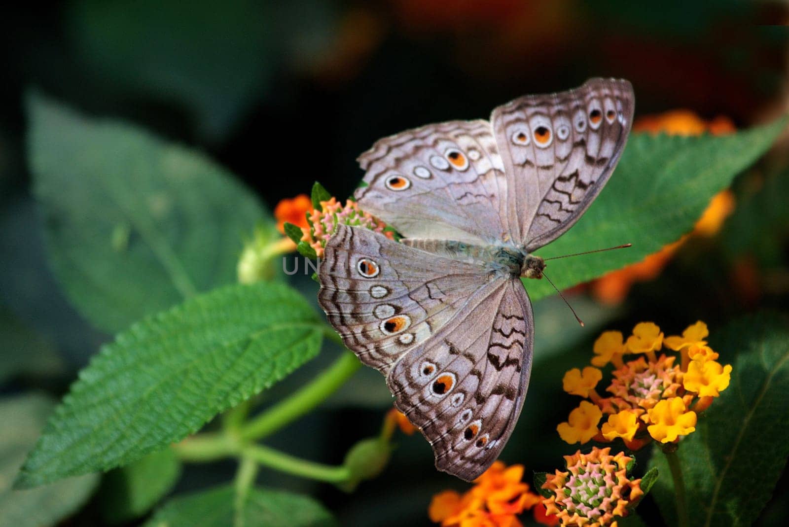 Gray Violet