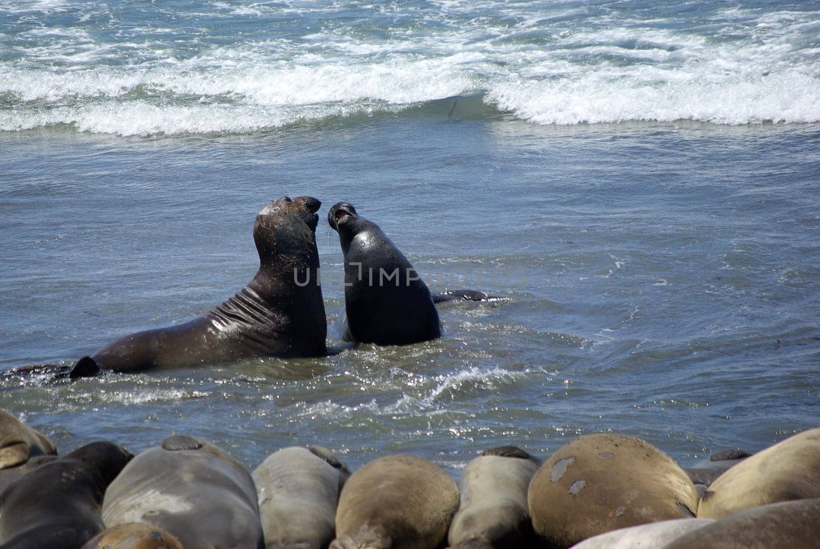 Elephant seals at Point Piedras Blancas,California