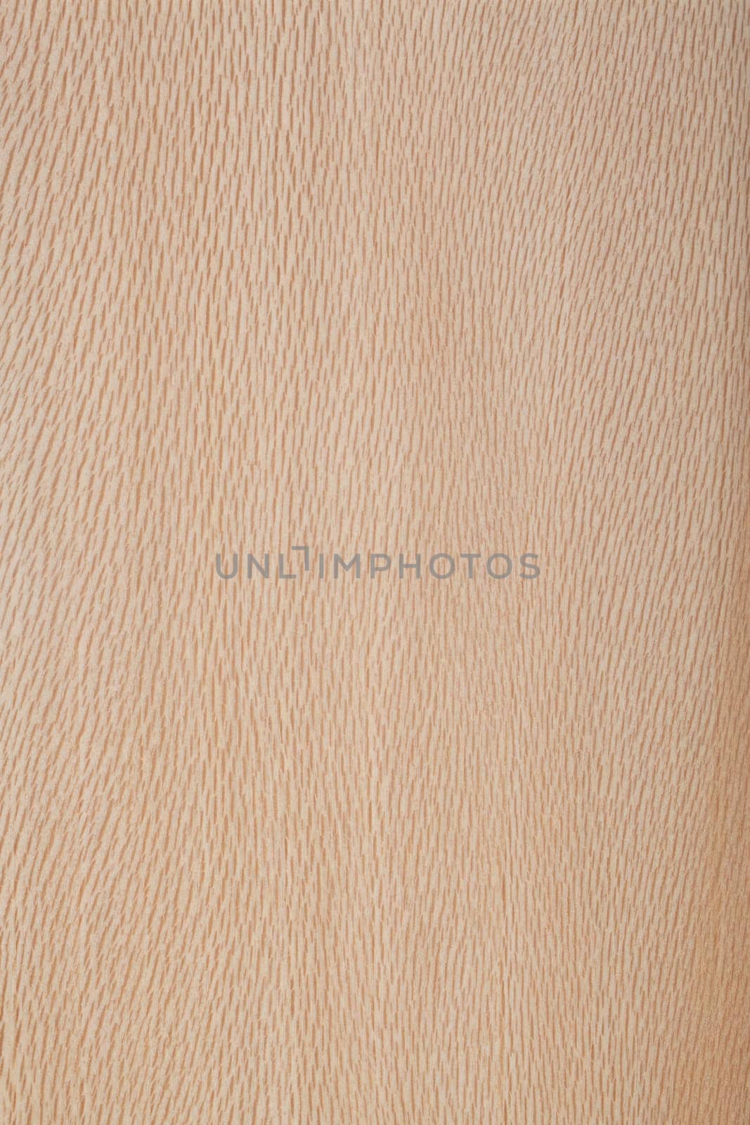 Plane tree - european plane wood