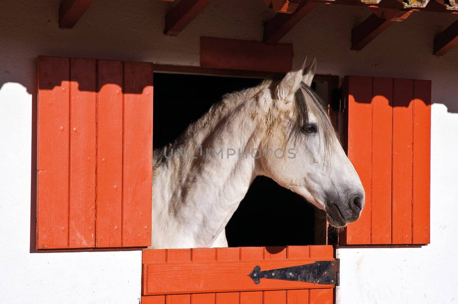 White horse