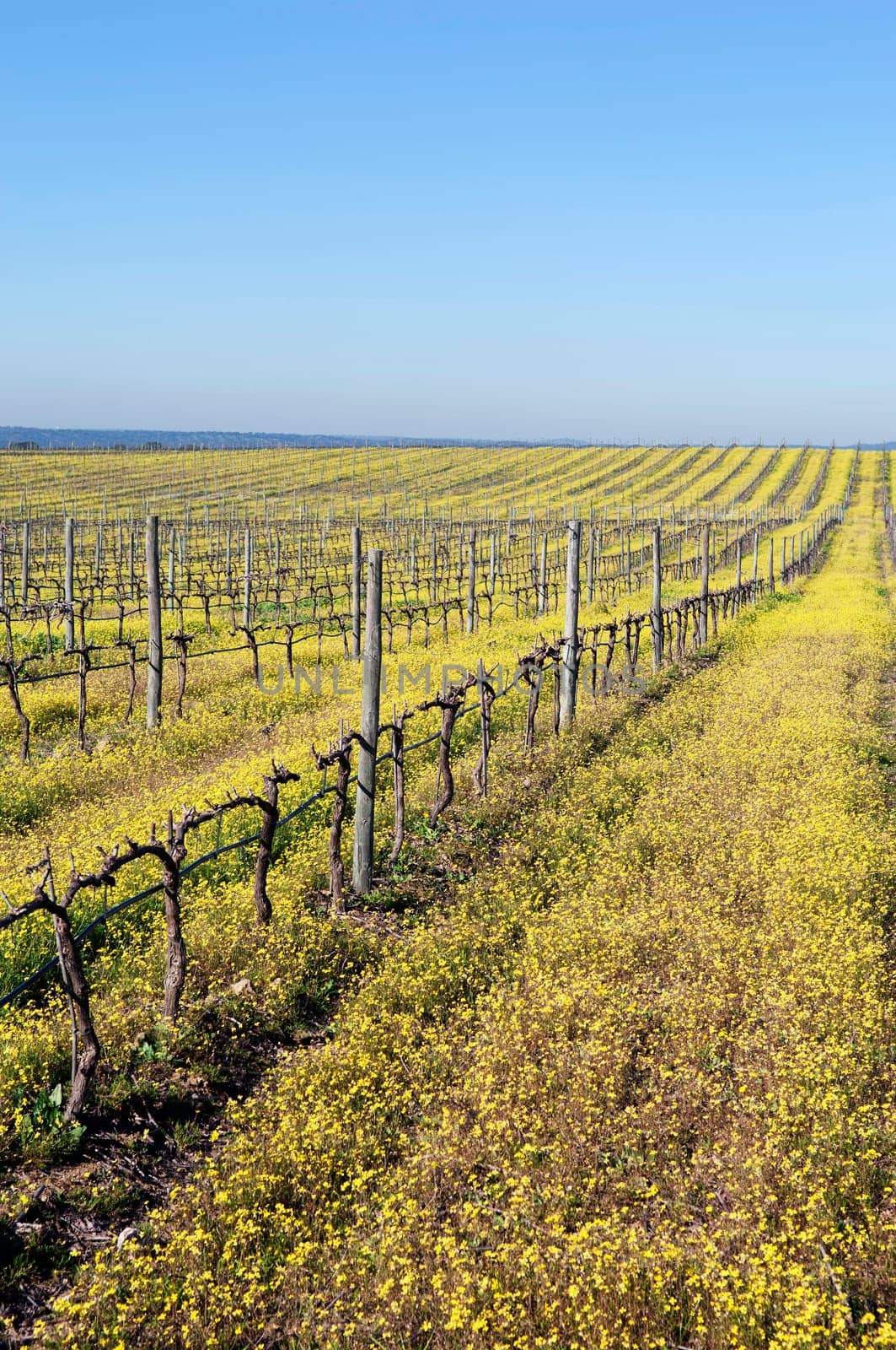 Vineyards with flowers