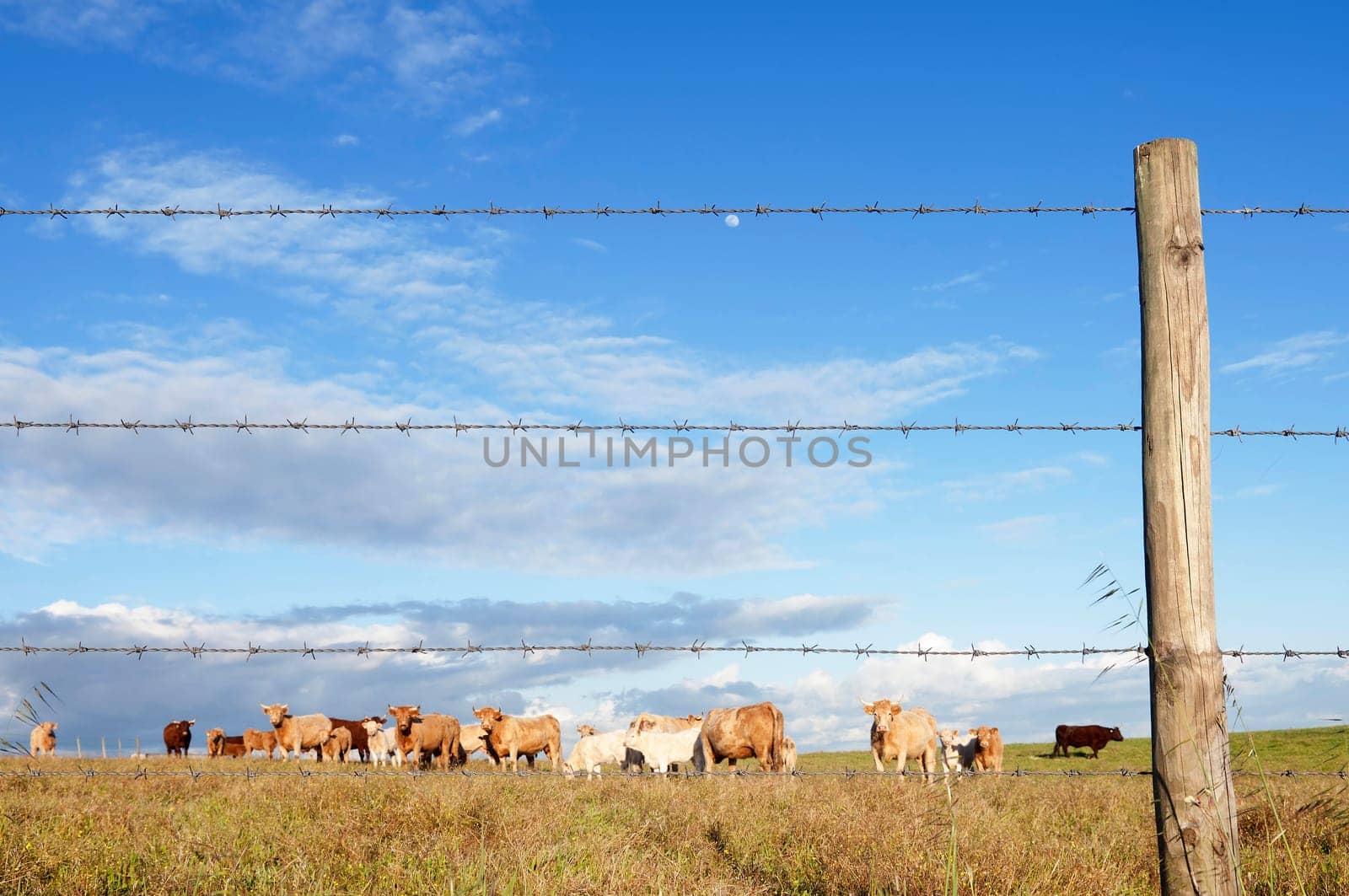 Herd of cows