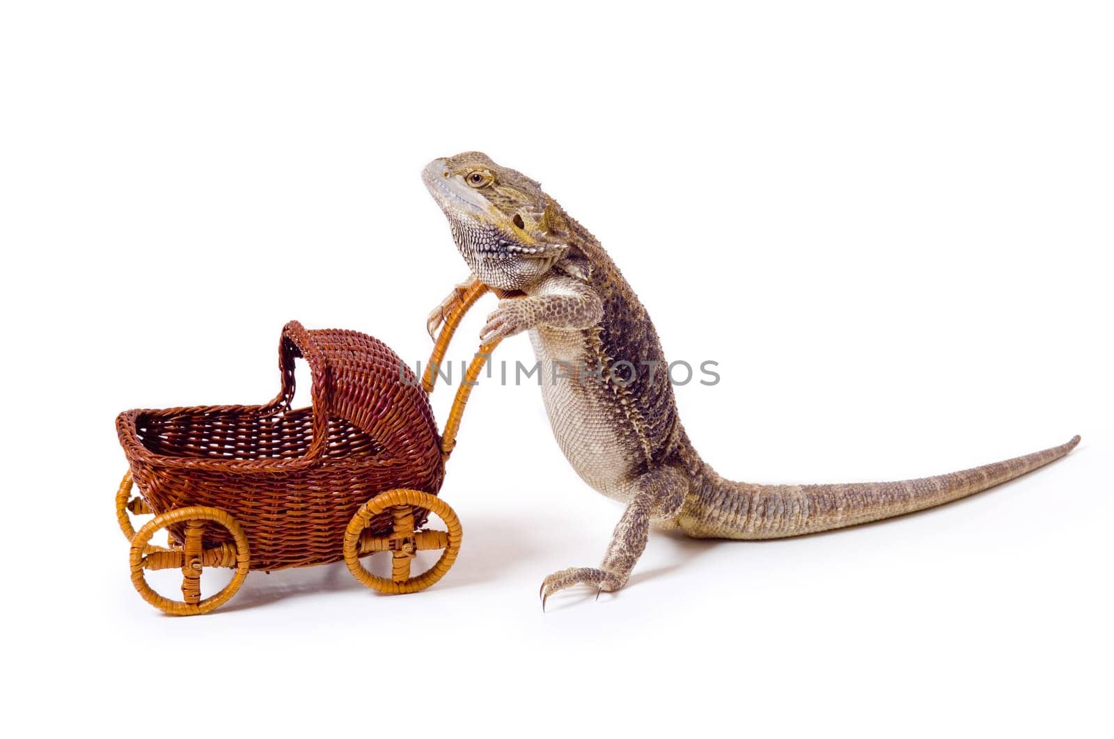 Bearded dragon pushing wicker baby carriage
