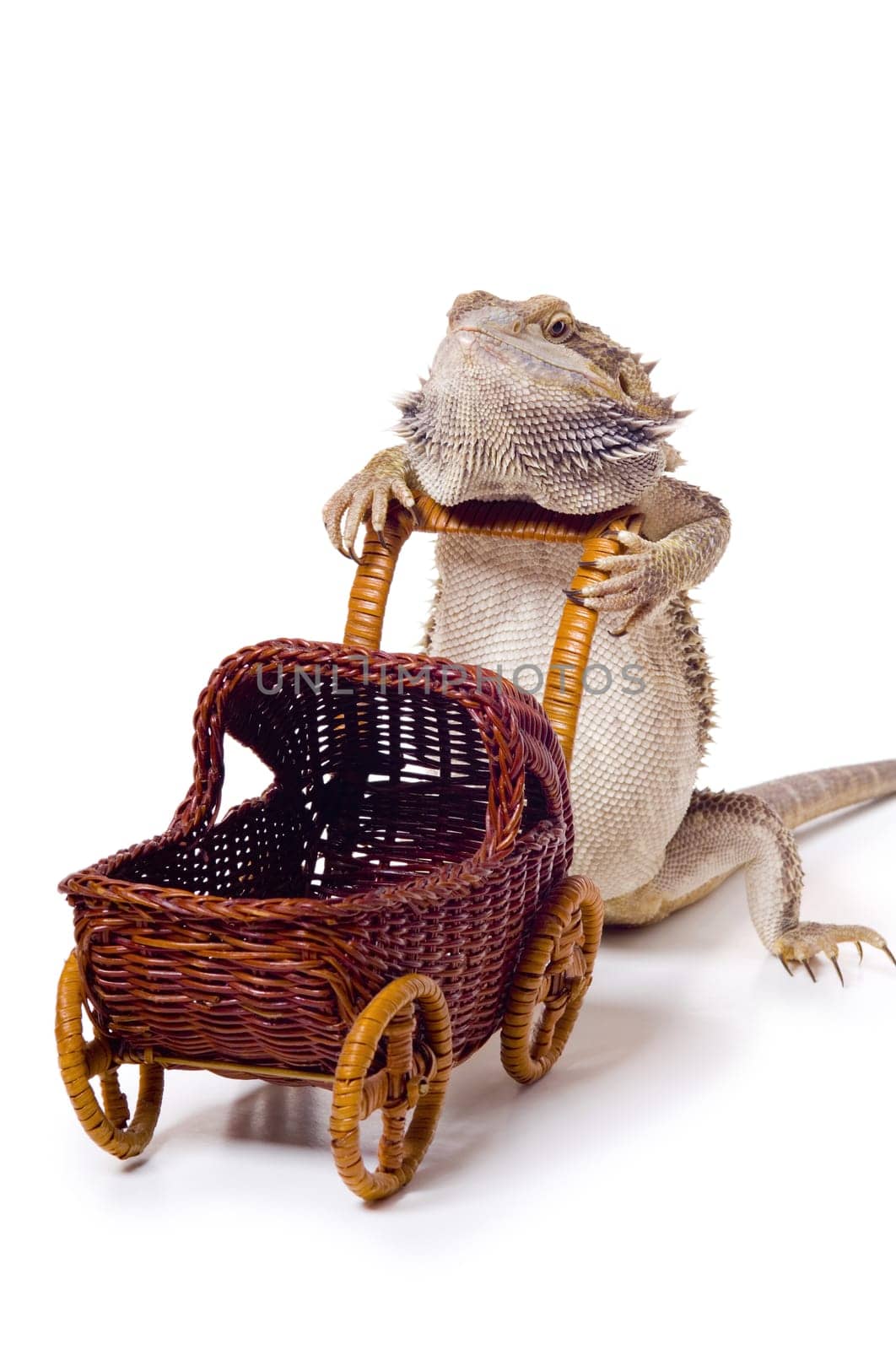 Bearded dragon pushing wicker baby carriage