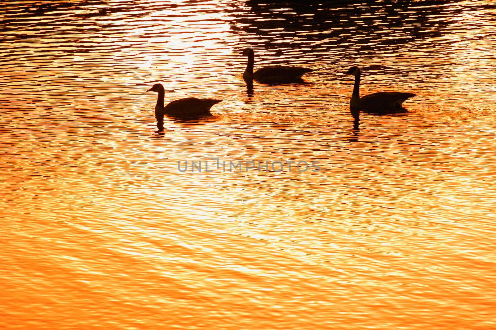 Silhouette of geese on water at sunset