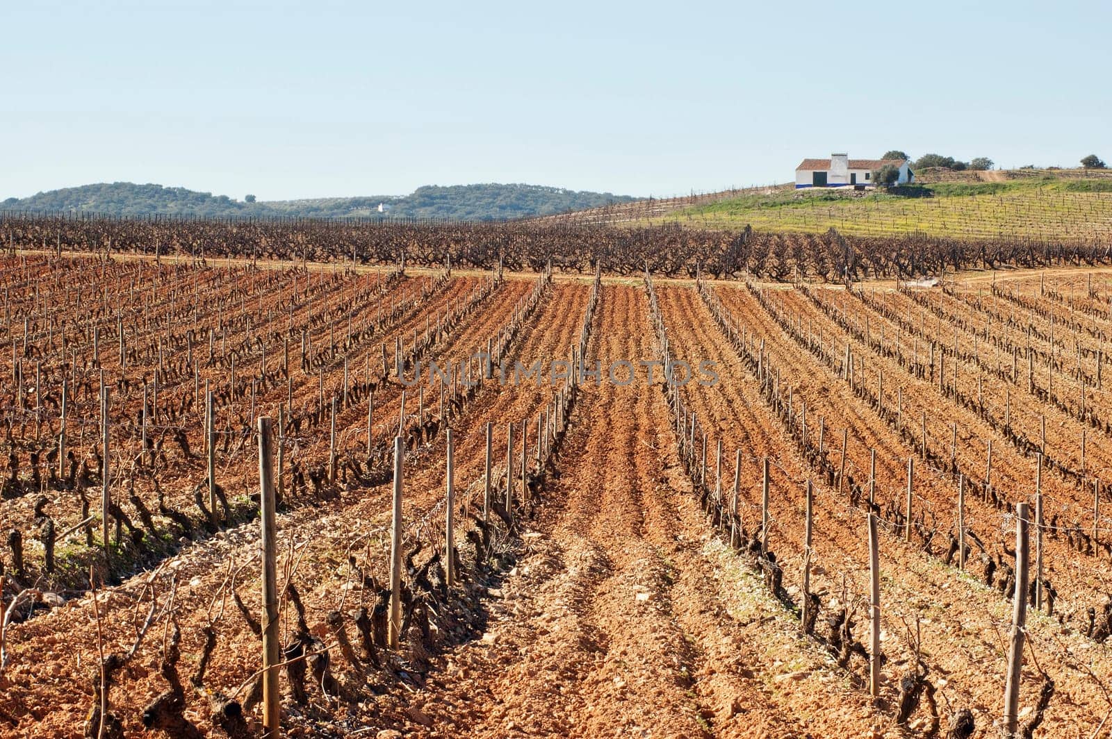 Vineyards in winter