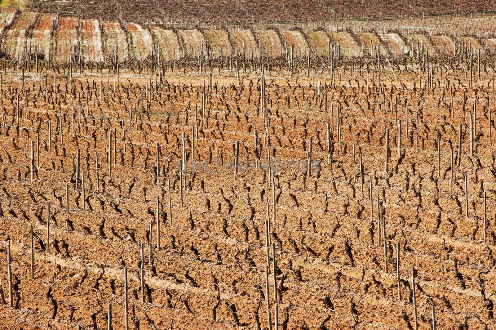 Vineyards in winter