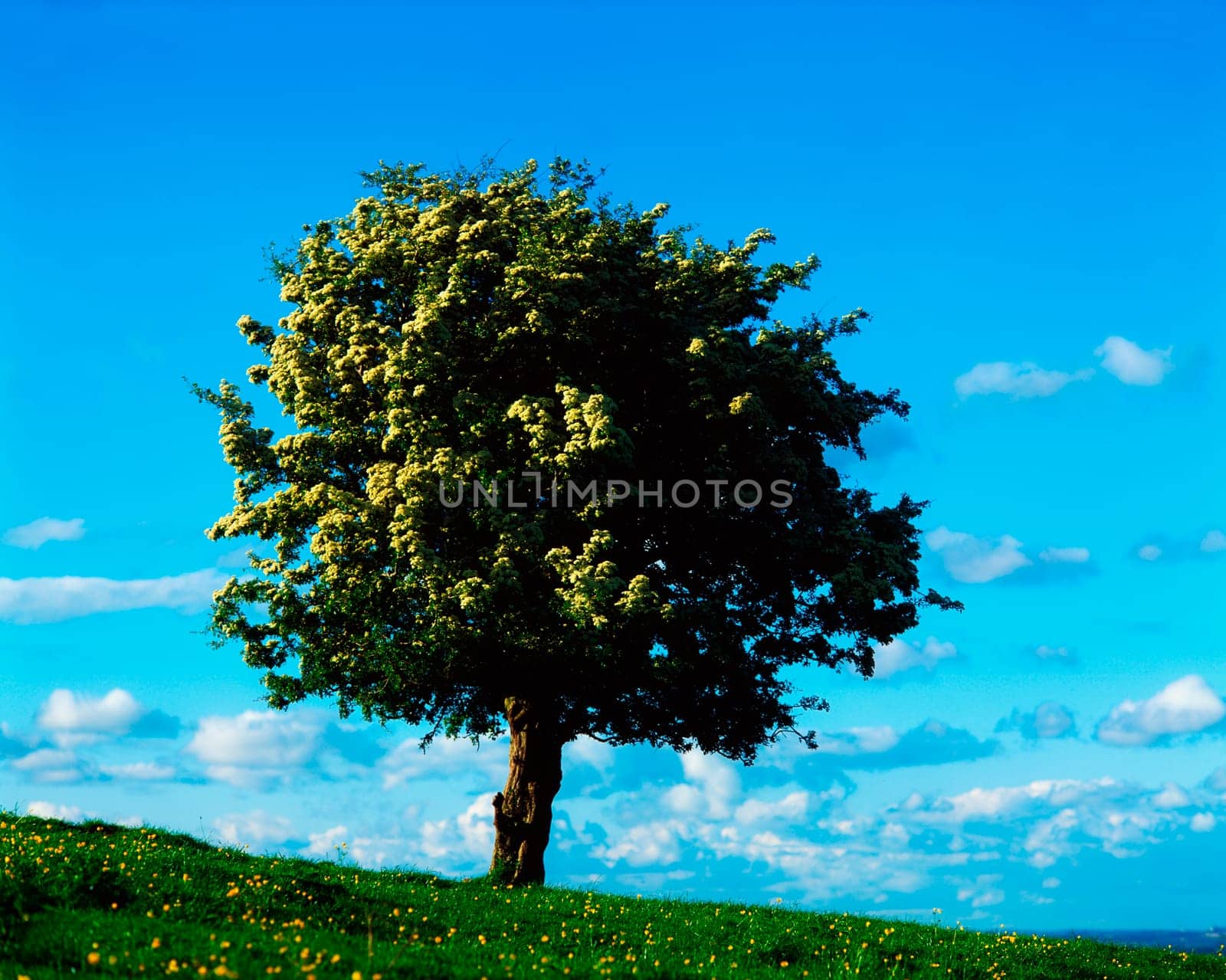 White Hawthorn tree