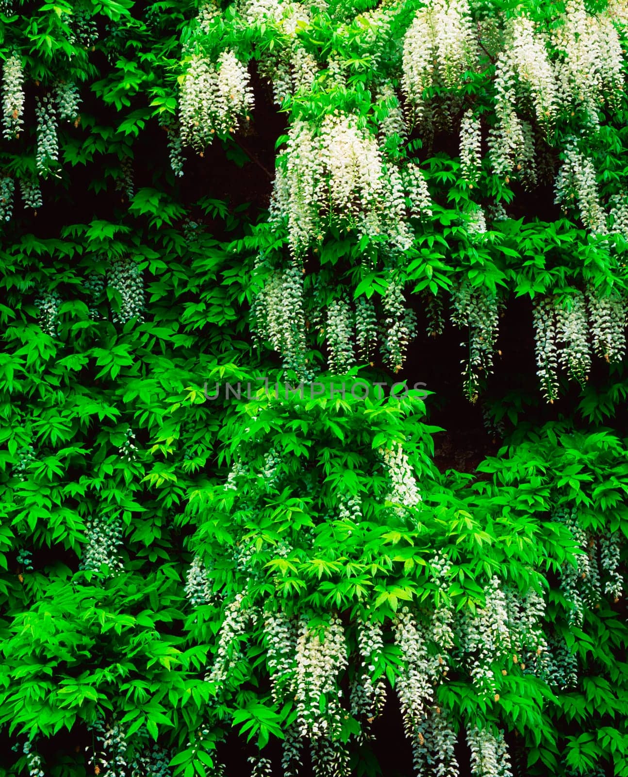 Wisteria