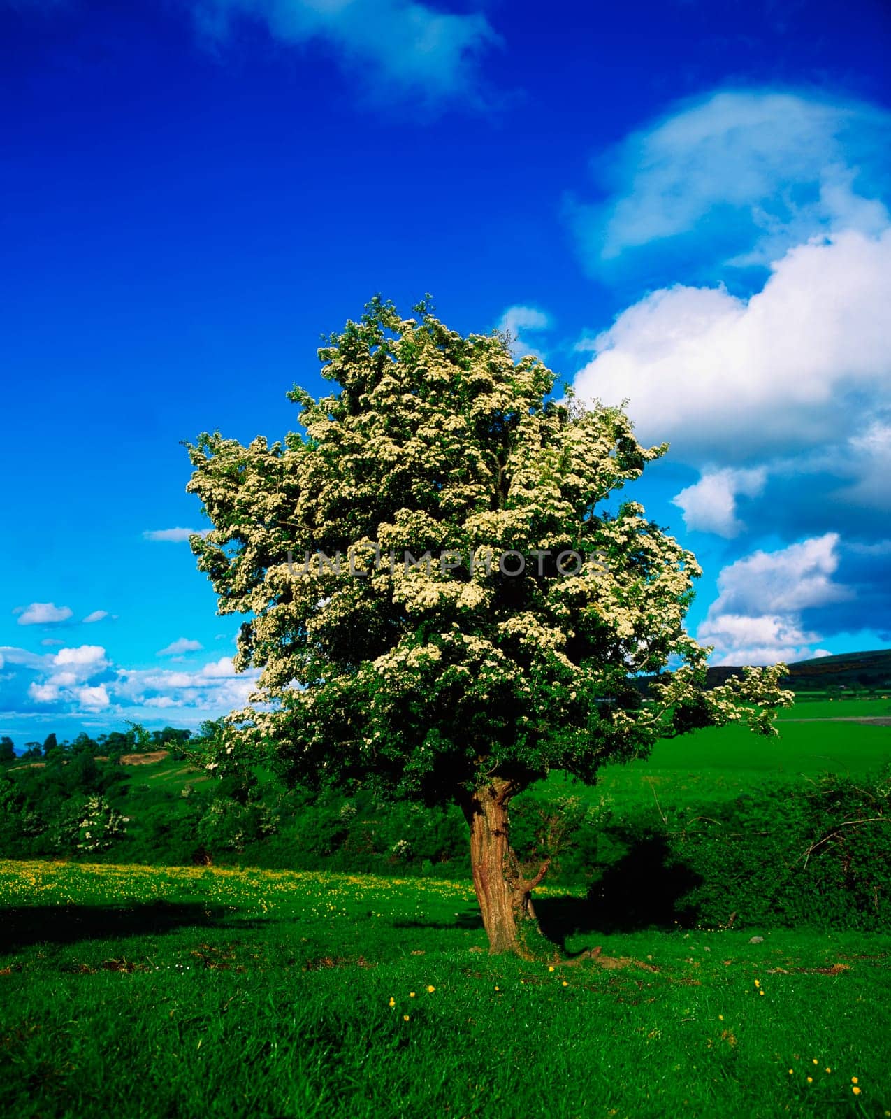 White hawthorn