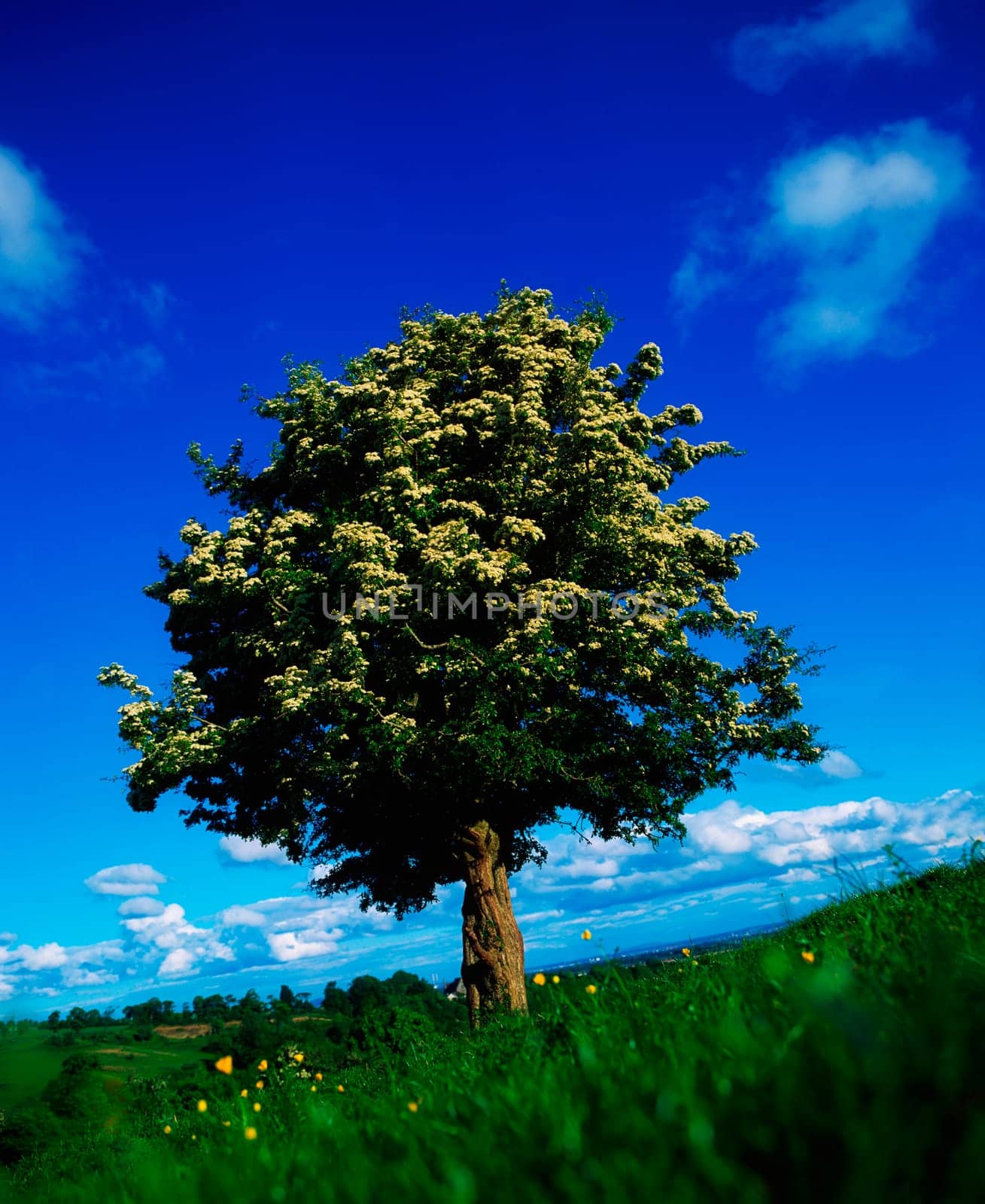 White hawthorn