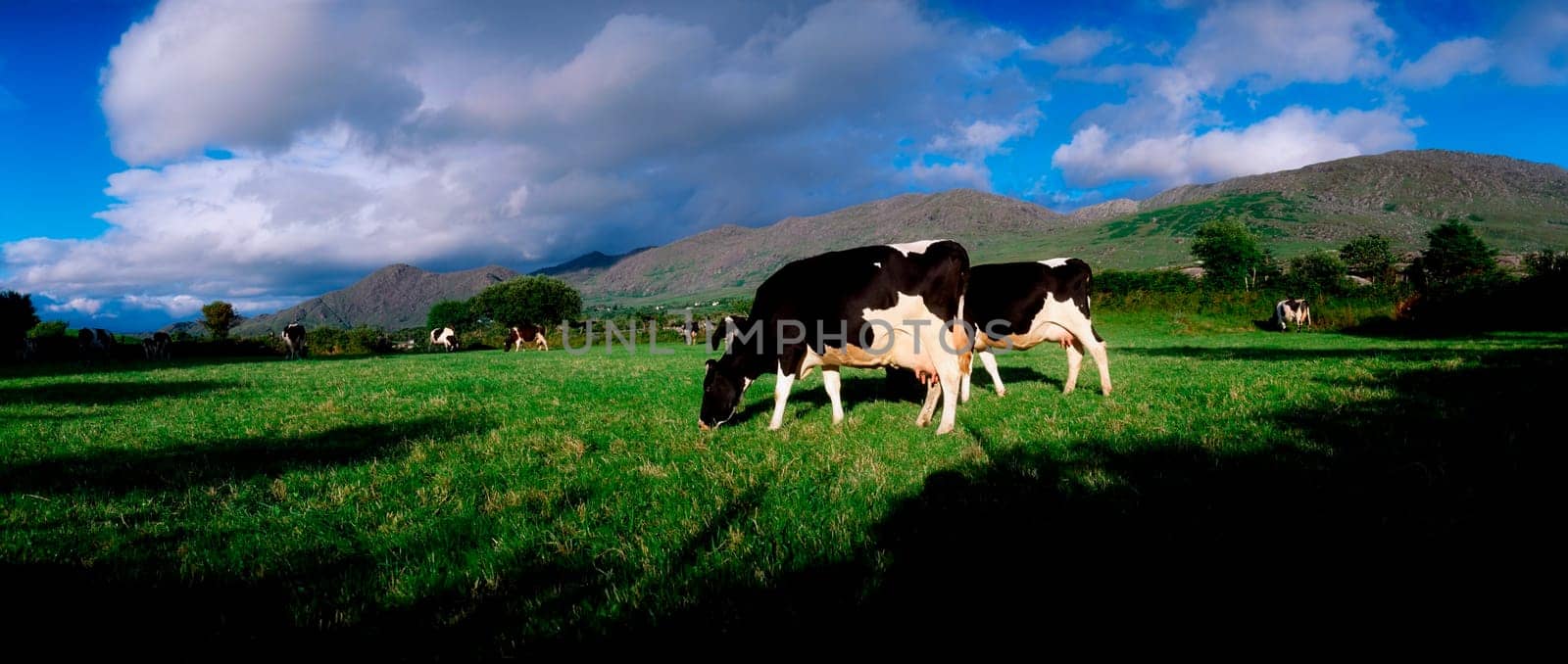 Holstein-Friesian cattle, Co Cork, Ireland