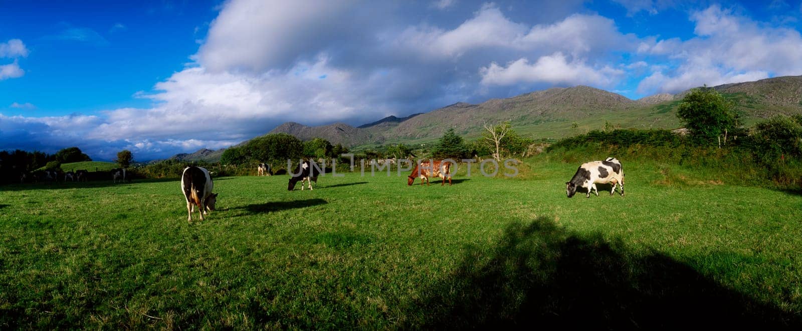 Holstein-Friesian cattle, Co Cork, Ireland