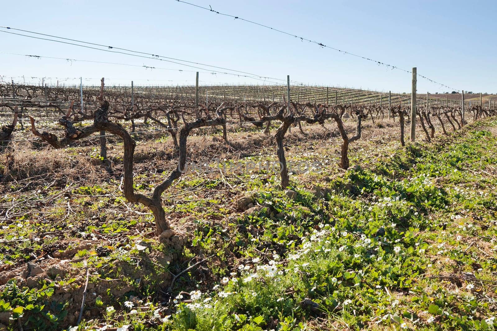 Vineyards in winter