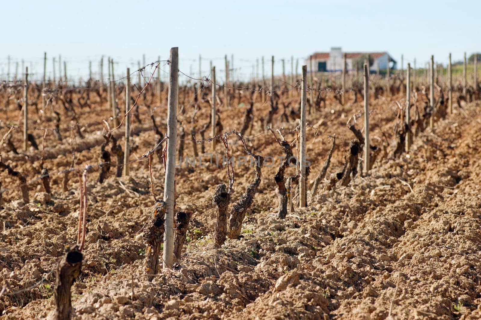 Vineyards in winter