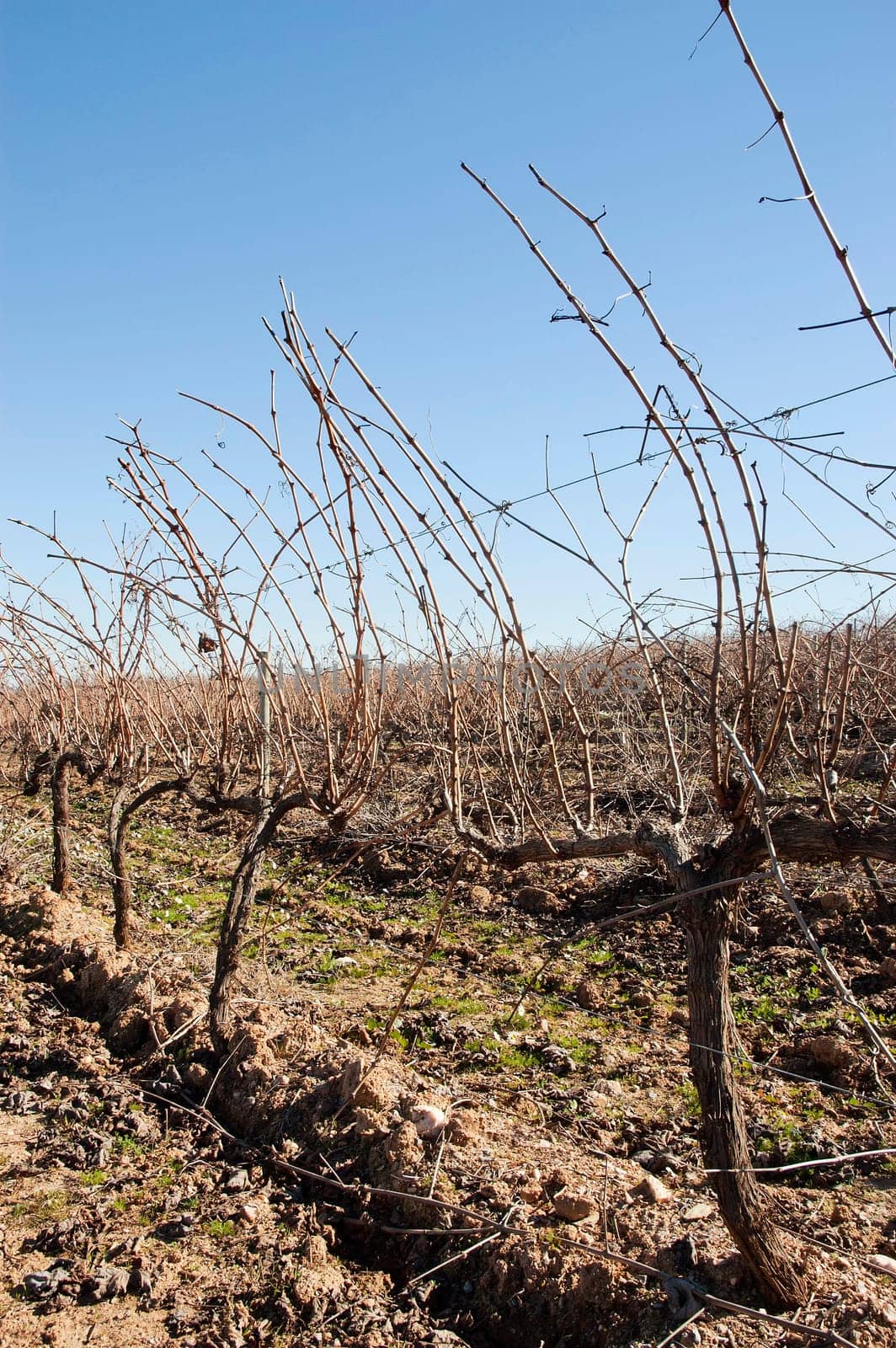 Vineyards in winter