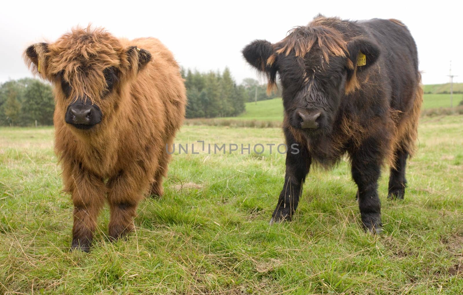 Highland cattle calves, Scotland