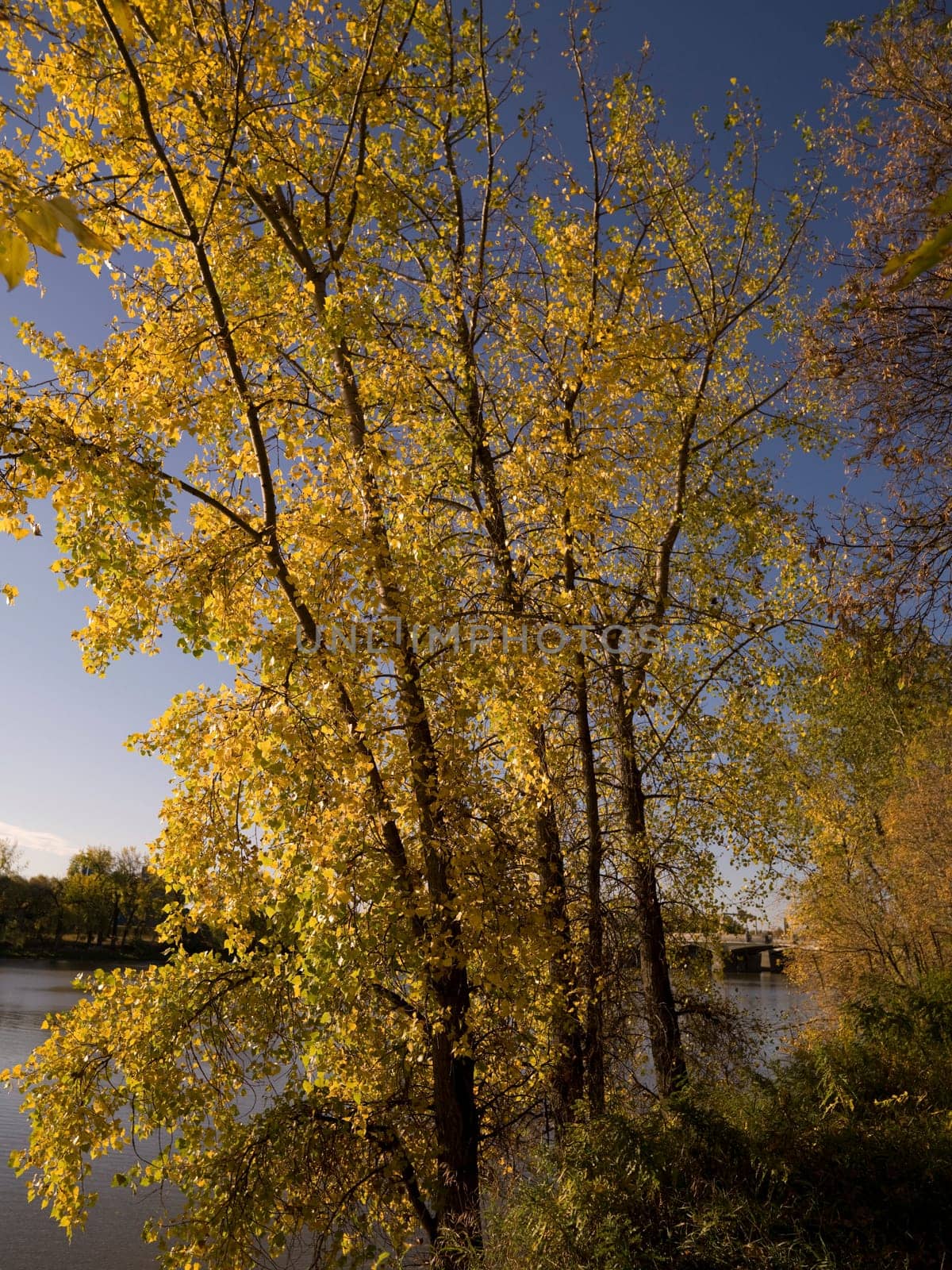 Autumn tree along Red River, Winnipeg, Manitoba, Canada