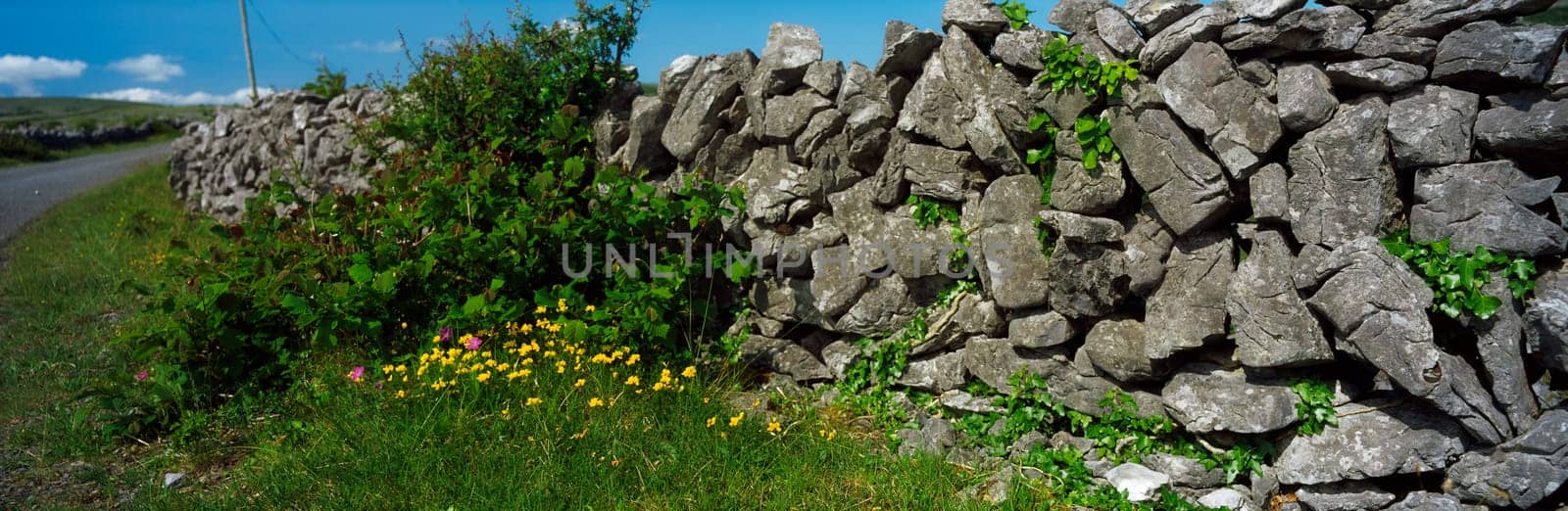 Wildflowers & stone wall, The Burren, Co Clare, Ireland