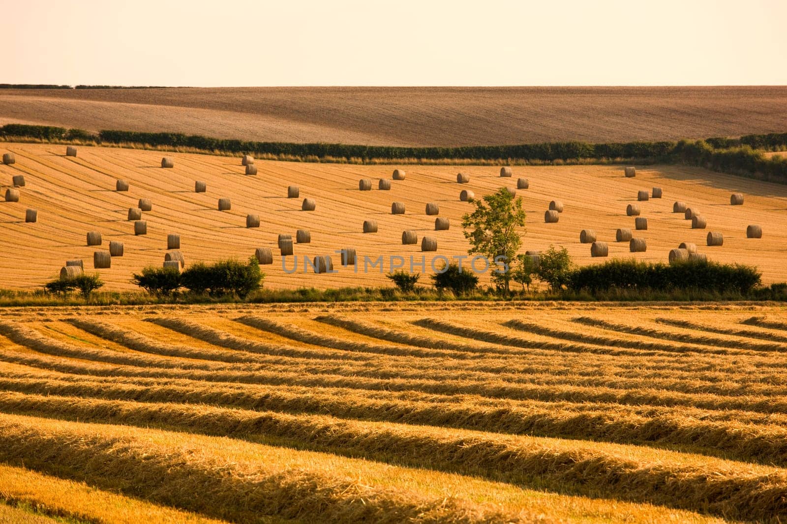 Farmer's field, North Yorkshire, England