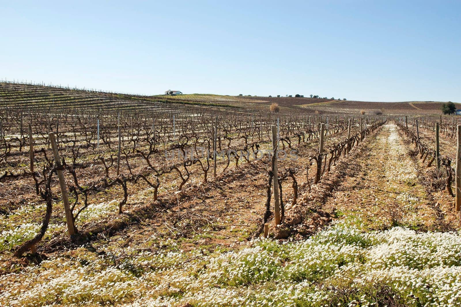 Vineyards in winter